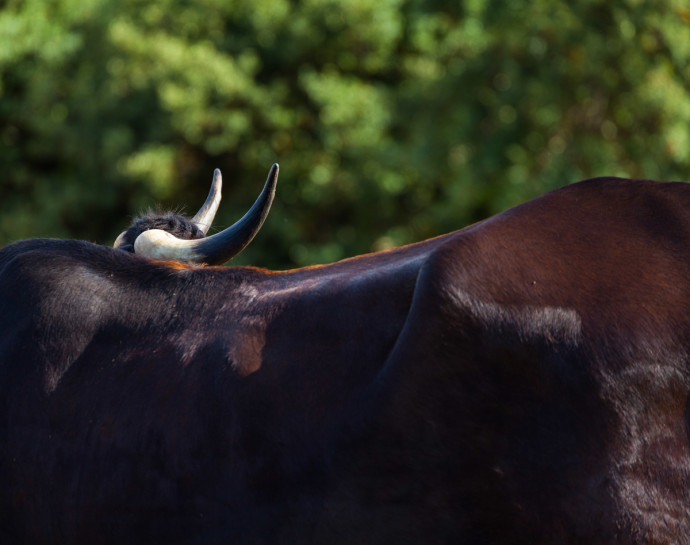 Sayaguesa cattle, Spain.