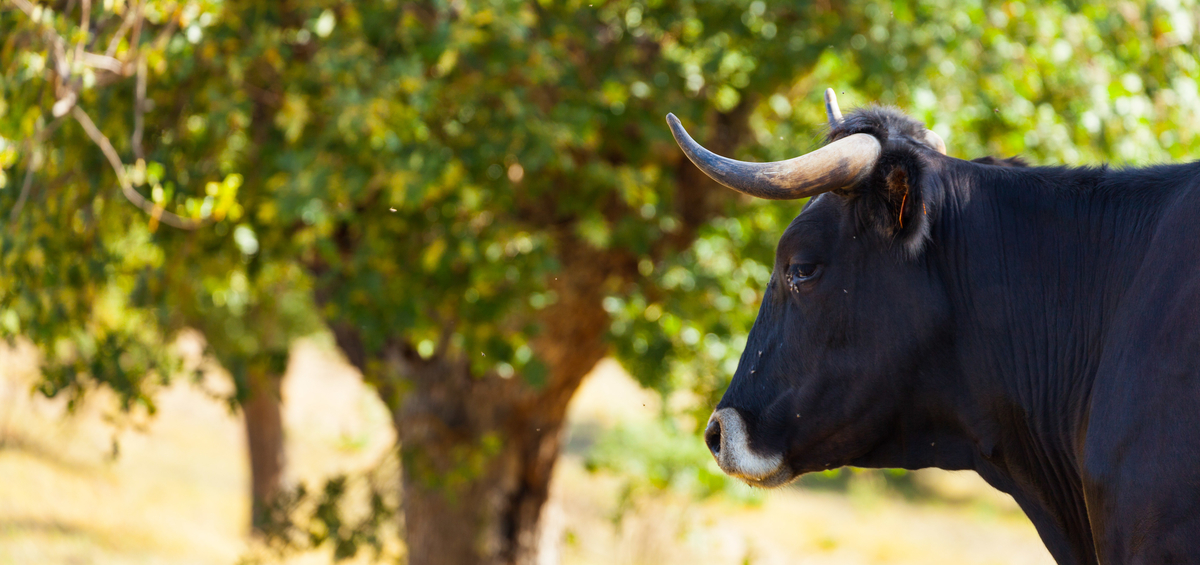 aurochs bulls europe rewilding