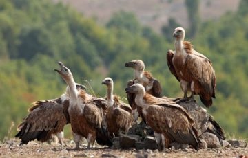 Resting griffon vultures, Gyps fulvus, near Valchi Dol nature reserve, Rhodope Mountains, Bulgaria.