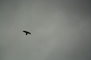 A Peregrine falcon crosses the sky looking for places to breed.