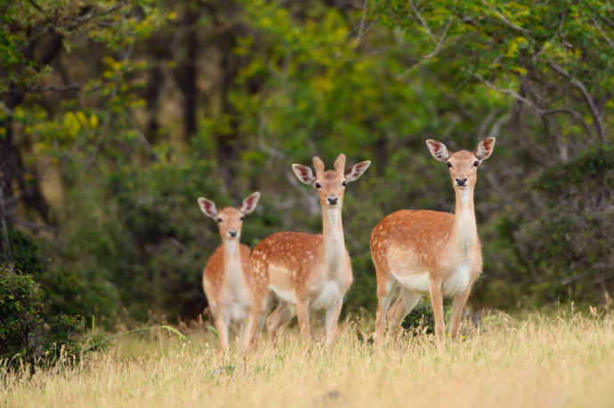 Wild, native original Fallow deer, Dama dama, Studen Kladenets reserve, Eastern Rhodope mountains, Bulgaria