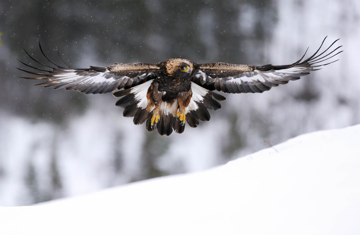 Golden eagle (Aquila chrysaëtos), Flatanger, Norway