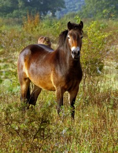 Exmoor pony at Knepp Wildland, West-Sussex, United Kingdom.
