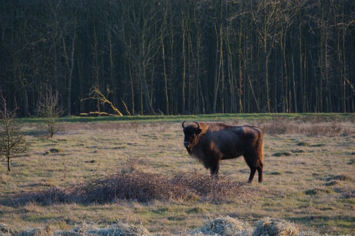 New Release Of European Bison In The Netherlands | Rewilding Europe