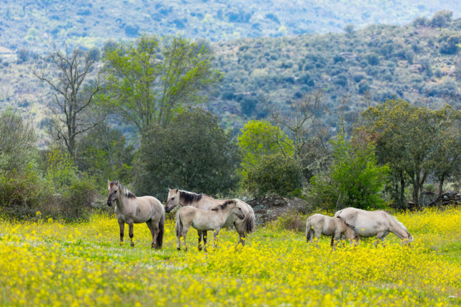 Something old, something new | Rewilding Europe