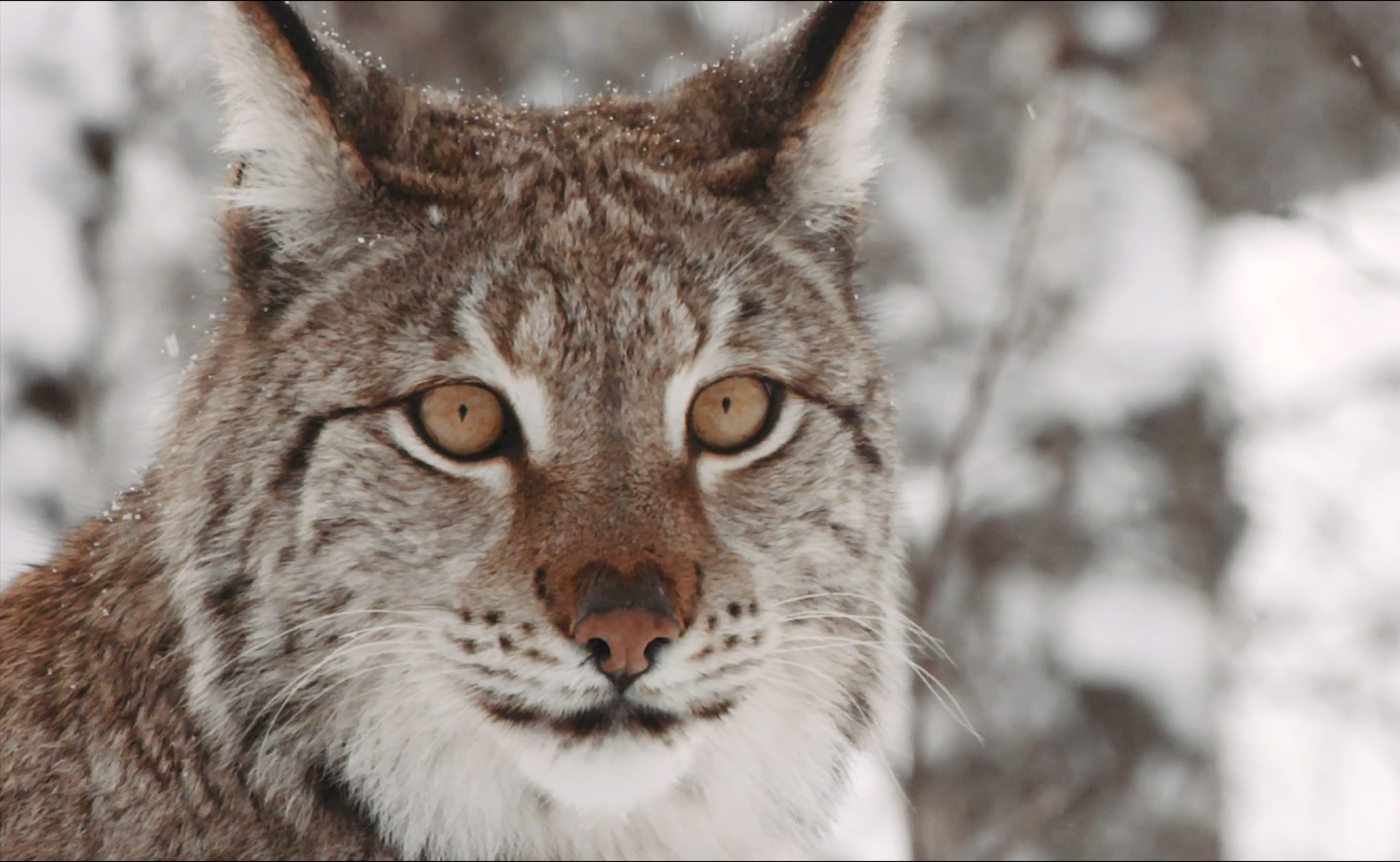 Promotional film of Rewilding Europe released today | Rewilding Europe