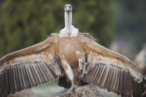 One Griffon vulture is a casualty of the recent poisoning cases in the Bulgarian Rhodope Mountains.