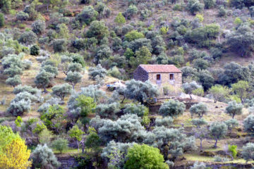 Abandoned house selected for restoration work in Ribeira do Mosteiro nature reserve.