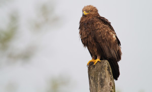 Adult lesser spotted eagle (Aquila pomarina) perched on electric wire post in Oder Delta rewilding area.