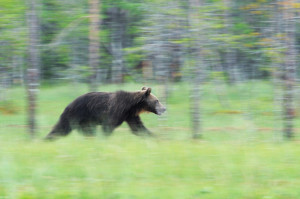 Swedish Lapland is home to a variety of wildlife including the brown bear (Ursus arctos). 