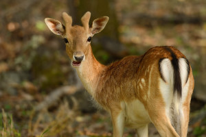 Fallow deer in Romania
