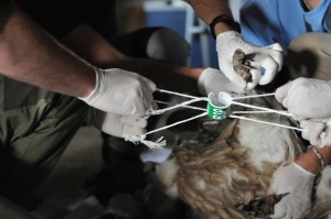 Experts with the LIFE Vultures project tag griffon vultures with satellite transmitters.