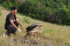 Volen Arkumarev releases a griffon vulture tagged with a satellite transmitter in the Rhodope Mountains, Bulgaria.