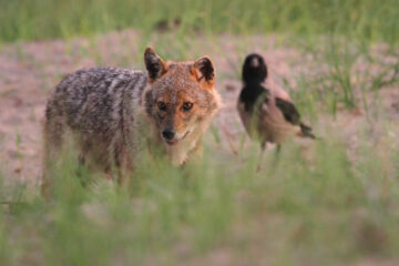 The golden jackal is currently staging a spectacular westward expansion of its range.