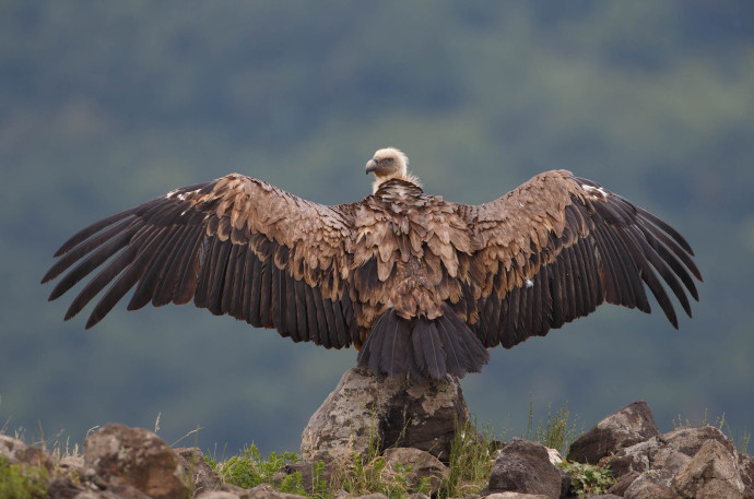 Held annually on the first Saturday of September, International Vulture Awareness Day celebrates the natural splendour of vultures.