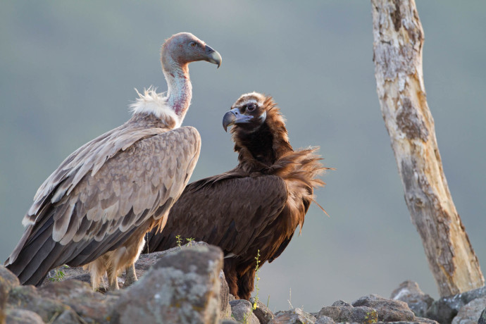 A special highlight of the exhibition is the photography of local griffon and black vultures.