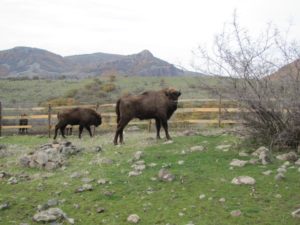 The bison are currently housed in a mobile enclosure, helping them to acclimatise to the local environment and enabling daily monitoring.