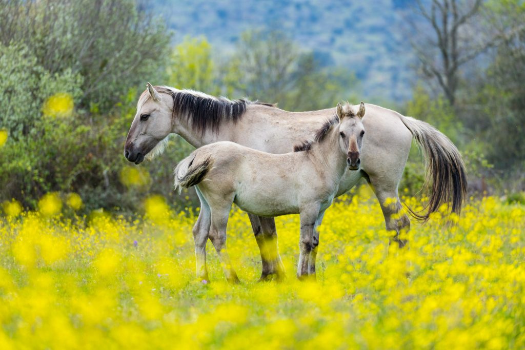 Sorraia Horses, Middle Côa, Côa Valley, Western Iberia, Portugal, Europe, Rewilding Europe