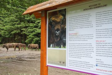 European bison - pride of Southern Carpathians