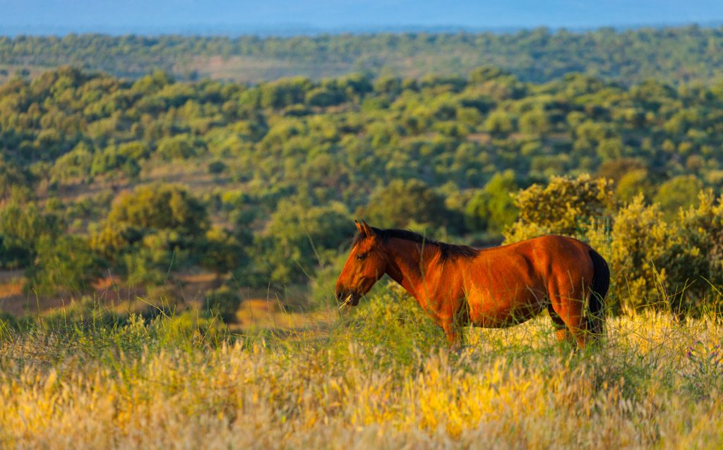 Wild Horse`s Valley © – Freedom for horses