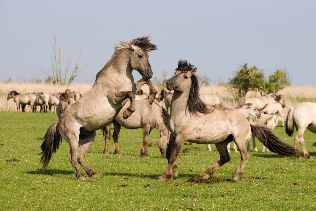 Wild Horses Rewilding Europe