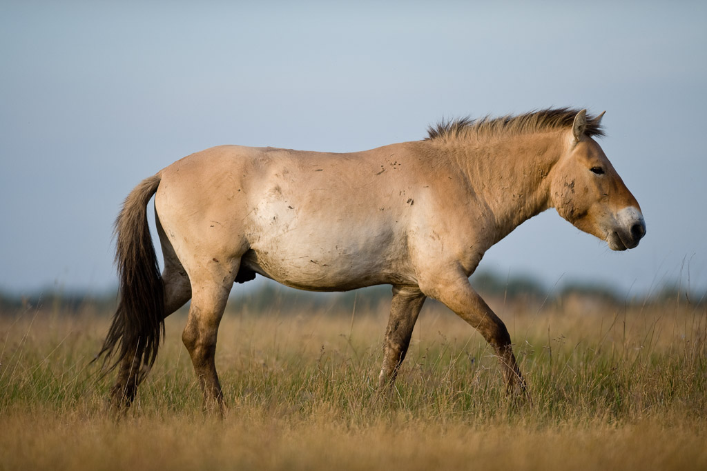 Wild horses Rewilding Europe