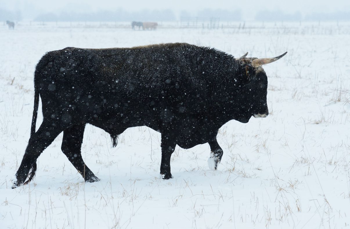 Tauros bull, Bos taurus, Tauros/Aurochs breeding site run by The Taurus Foundation, Keent Nature Reserve, The Netherlands