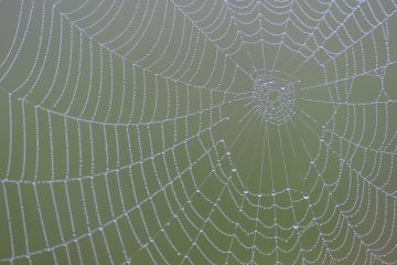 Spider web, Arachnidae sp. Eastern Rhodope mountains, Bulgaria