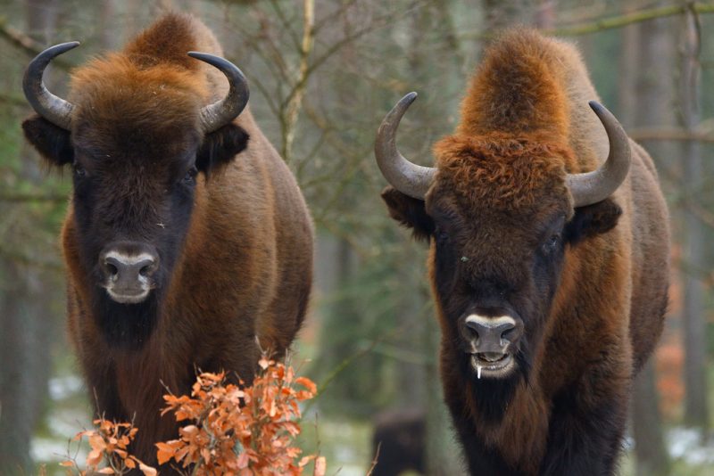 Wildlife Comeback | Rewilding Europe