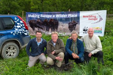 Rewilding team - Neil Birnie, Enterprise Director, Frans Schepers, Managing Director, Wouter Helmer, Rewilding Director and Staffan Widstrand, Communications director, at the release of European bison, Bison bonasus, in the Tarcu mountains nature reserve, Natura 2000 area, Southern Carpathians, Romania. The release was actioned by Rewilding Europe and WWF Romania in May 2014.