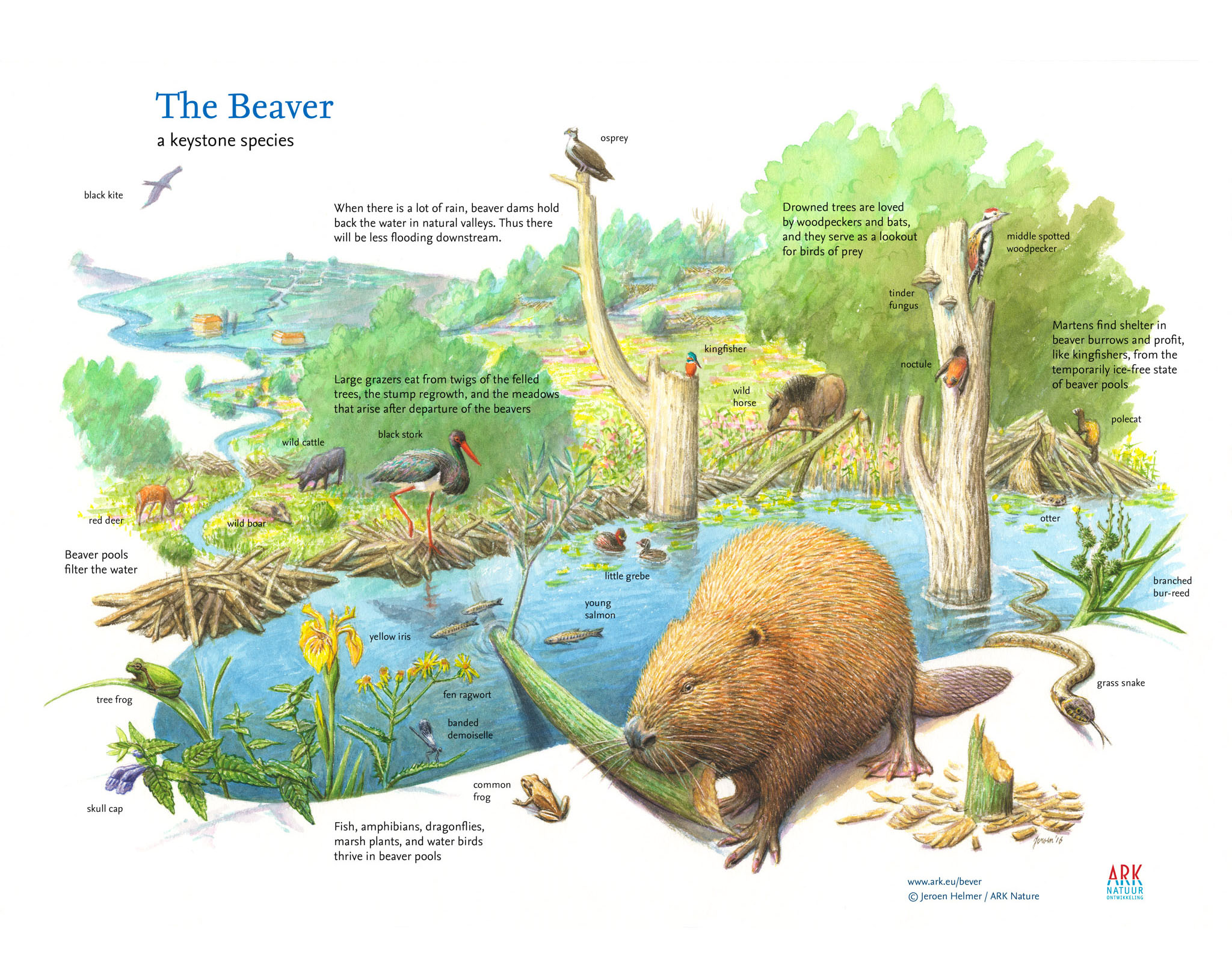 The benefits of the beaver | Rewilding Europe