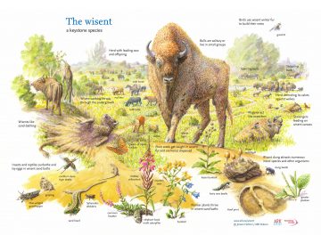 The European bison facilitates a rich biodiversity in European landscapes.