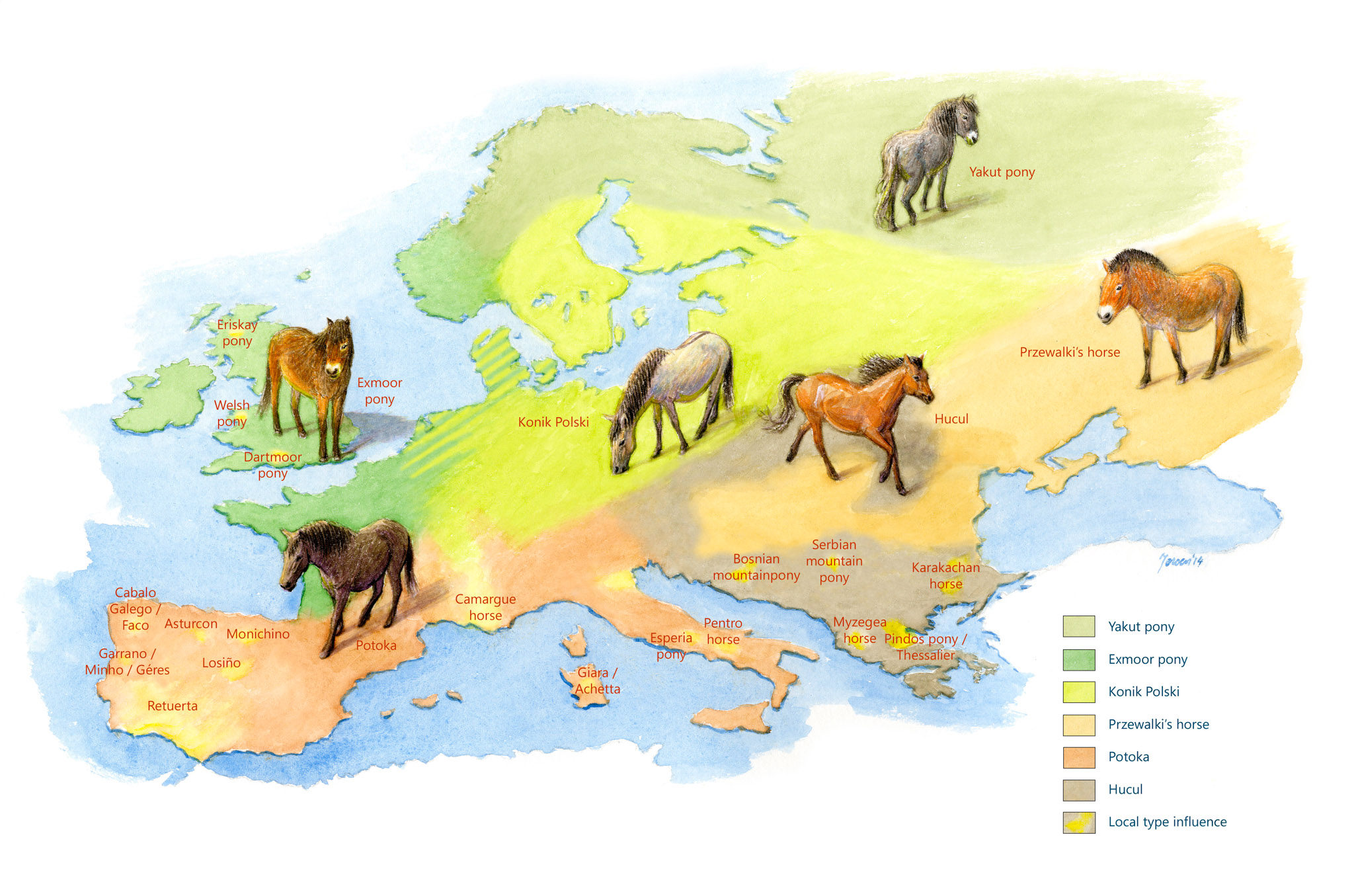 Wild horses | Rewilding Europe