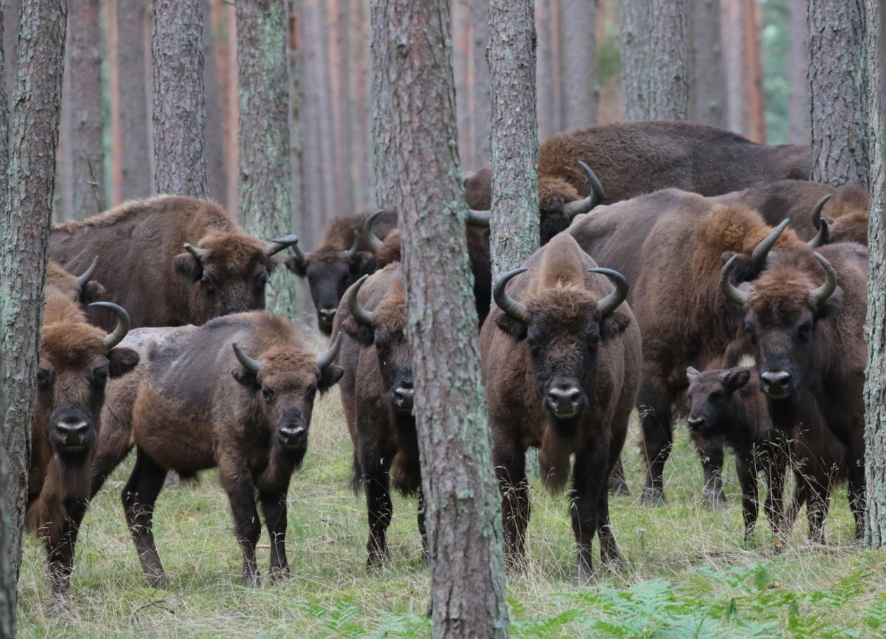 The LIFE project in Poland has seen bison numbers in the north-west of the country nearly double from 110 to 200 individuals.