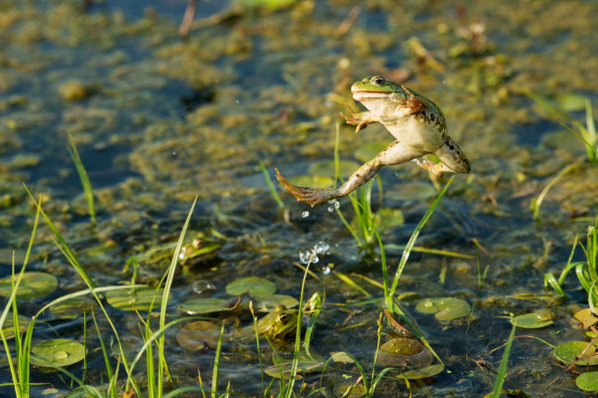 Jumping marsh frog, Pelophylax ridibundus. The marsh frog is the largest frog native to Europe and belongs to the family of true frogs. Danube Delta, Romania