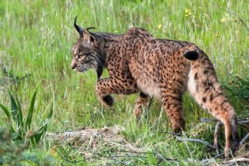 supporting the comeback of endangered key wildlife species like the lynx