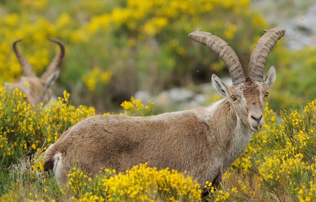 Iberian ibex, Capra pyrenaica, in Peña de Francia reserve, Sierra de Gata, Salamanca district, Castilla y León, Spain