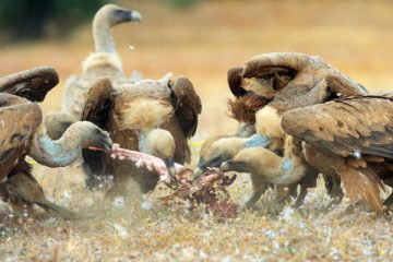 Griffon vulture, Gyps fulvus, SPAIN/CAMPANARIOS DE AZÁBA RESERVE
