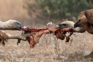 Through GPS tagging the LIFE Vultures team has been able to document the increasingly important role that naturally available carcasses are playing in the Rhodopean cycle of life.