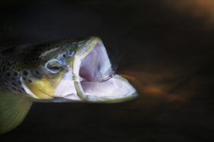 Brown trout (Salmo trutta), Sweden