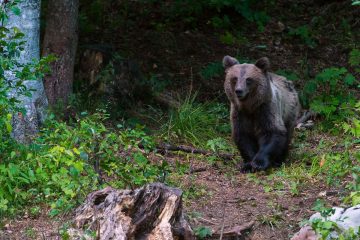 A brown bear photographed from a wildlife watching hide in the Velebit Wildlife Reserve.