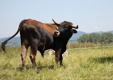 A breeding bull of the Auerrind project.