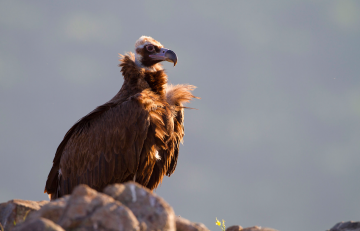Black vultures from Dadia National Park in northern Greece often visit Bulgaria's Rhodope Mountains foraging for food, with some venturing even farther afield.