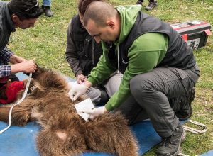 Alexandros Karamanlidis taking fur samples of a brown bear for DNA analysis