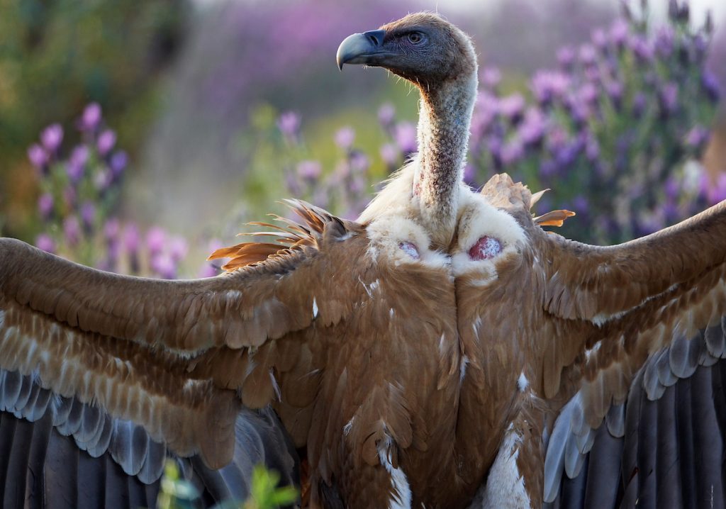 Griffon vultures have made a spectacular comeback in the Côa Valley SPA in recent times. Up from just 10 nesting pairs in the 1990s, 2015 saw 74 pairs in the SPA, with 60 located inside Faia Brava.