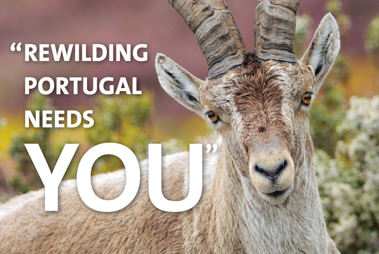 Rewilding Portugal needs a communicator
