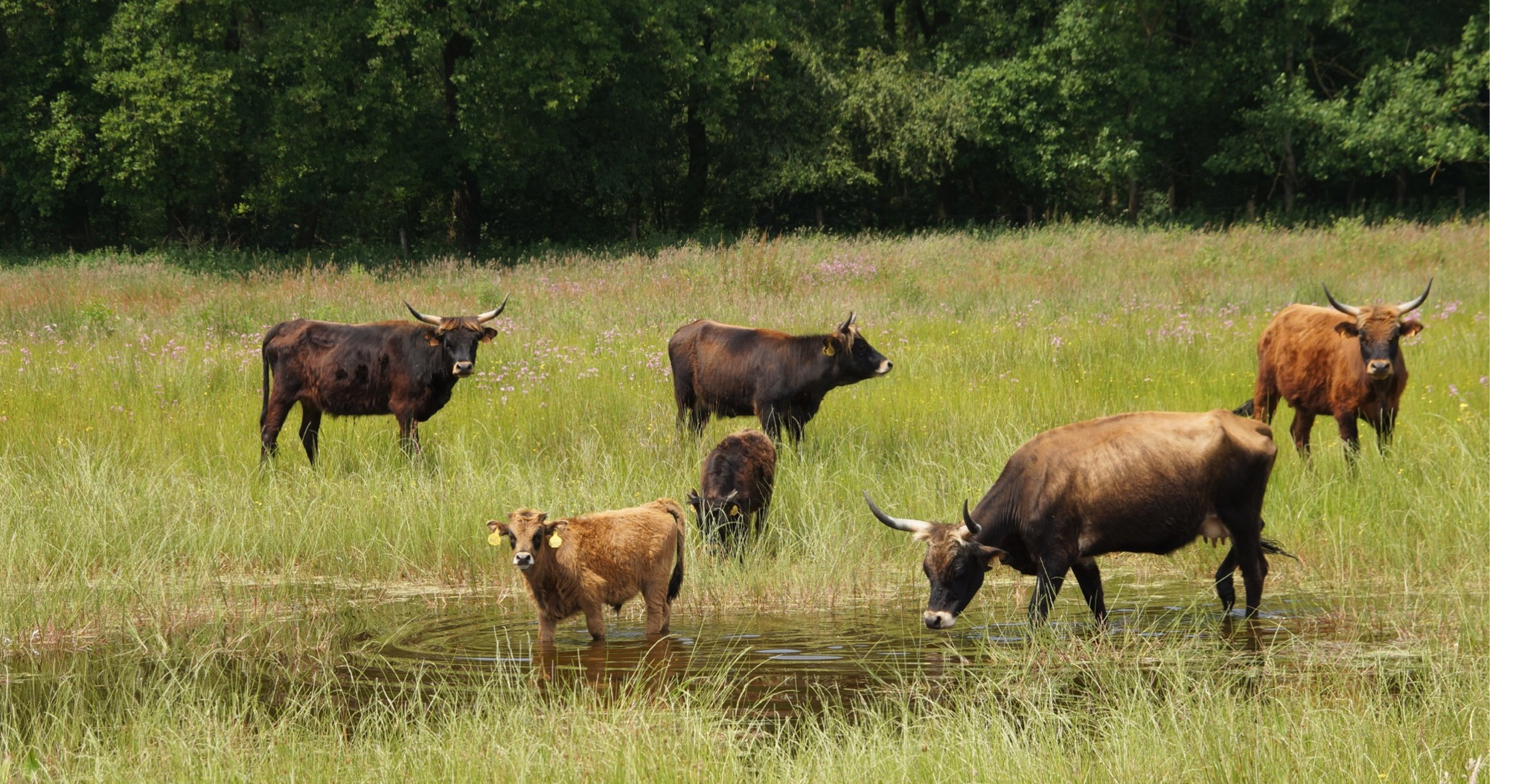 The three-year, pan-European preparatory LIFE project will evaluate the effectiveness of various grazing management models - involving both fully domesticated and wild/semi-wild herbivores.
