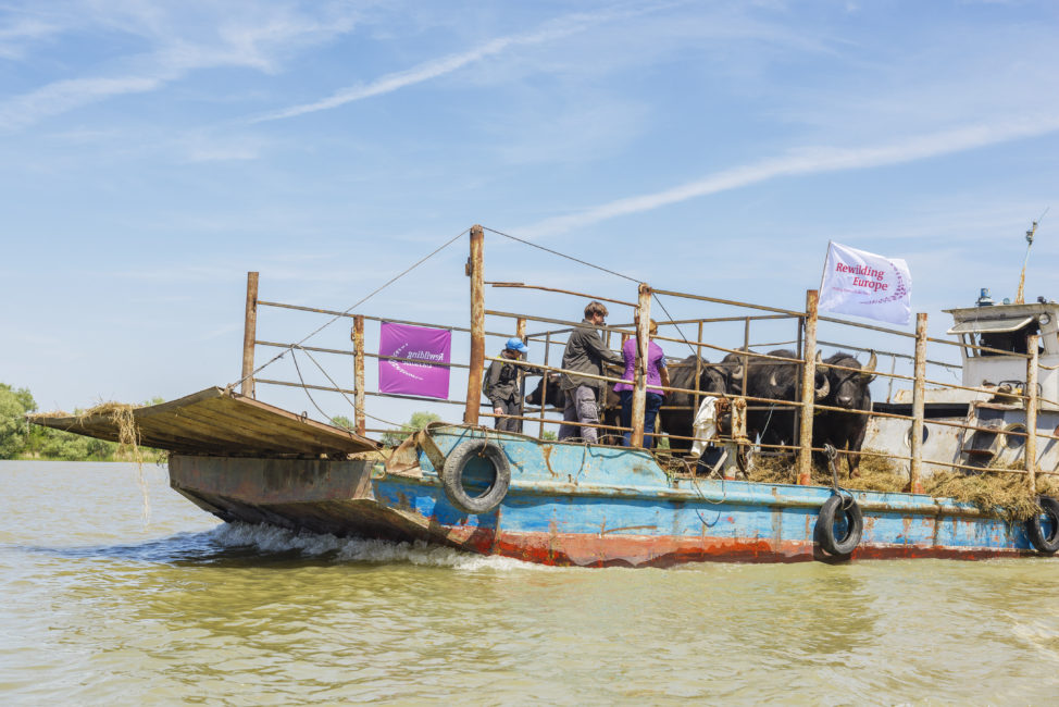 Water Buffalo Release Boosts Natural Dynamics In The Danube Delta Rewilding Europe