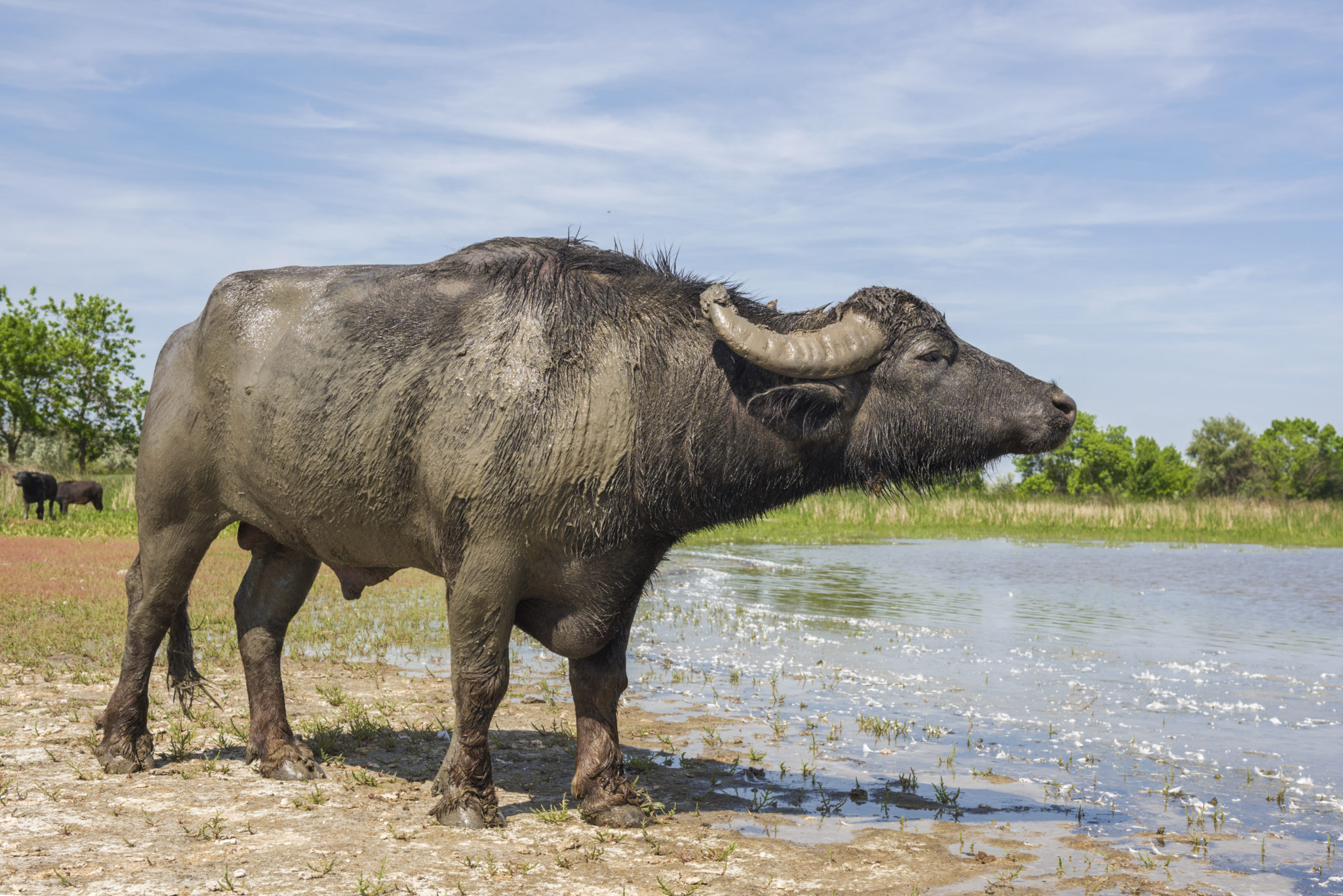 Water Buffalo Release Boosts Natural Dynamics In The Danube Delta 