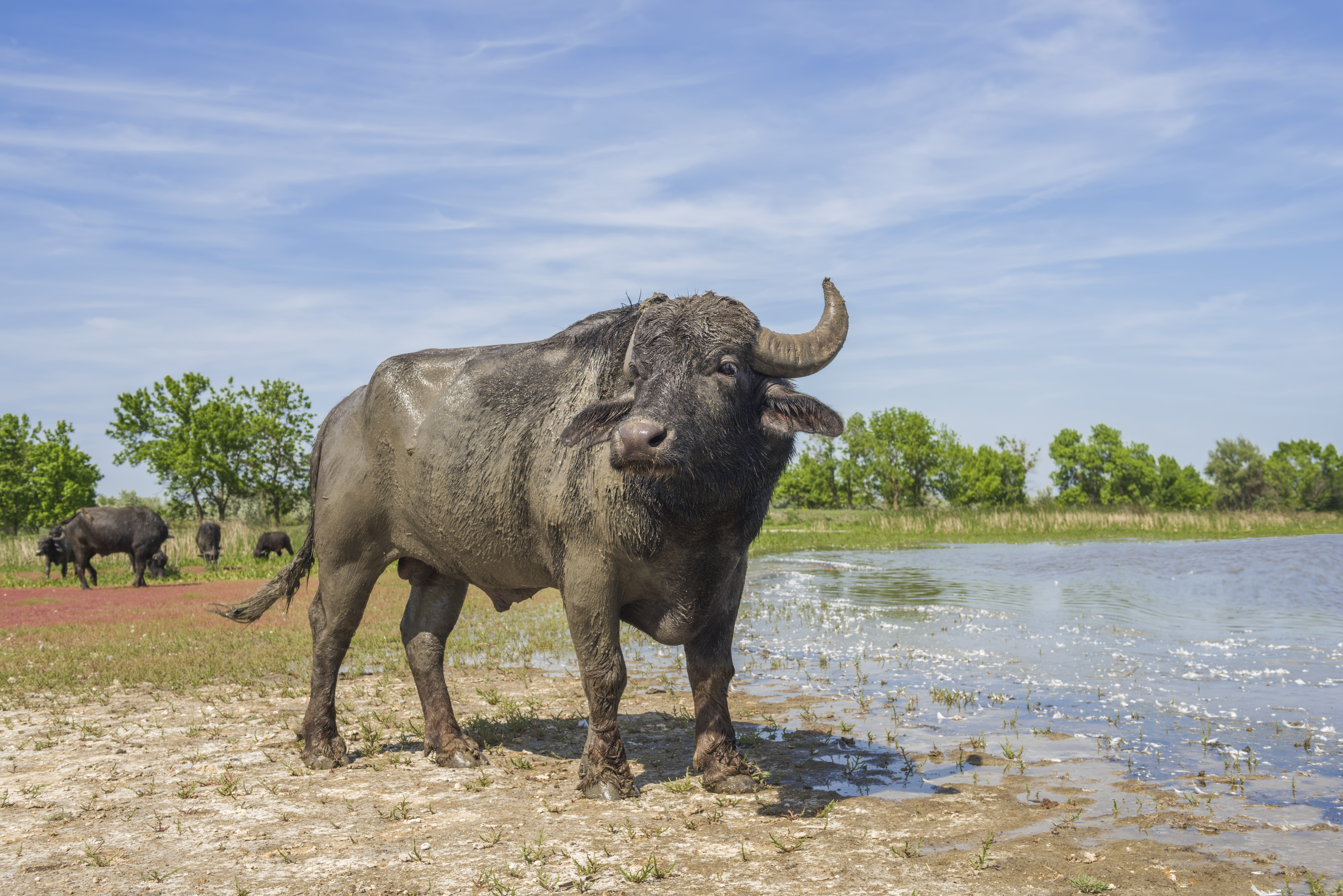 Water Buffalo In Arabic Word